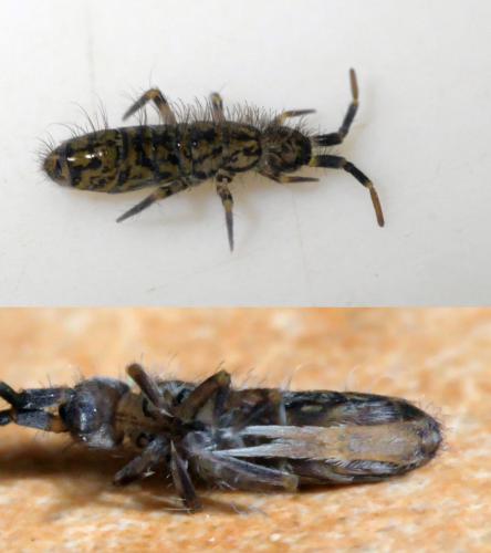 Réf. 277 264 : Orchesella villosa